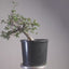 Korean Hornbeam Bonsai #1234