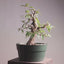 Japanese Hornbeam Bonsai #1228