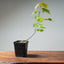 Red Maple Bonsai Starters - Bonsaify