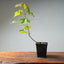 Red Maple Bonsai Starters - Bonsaify