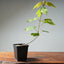 Red Maple Bonsai Starters - Bonsaify