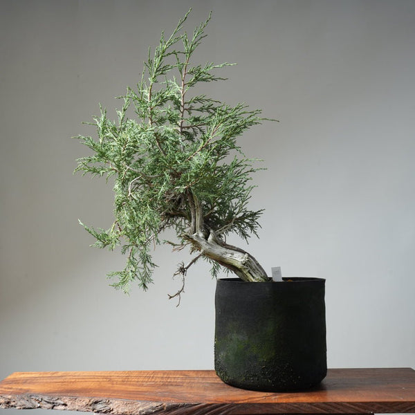 Rocky Mountain Juniper Bonsai 477 - Bonsaify