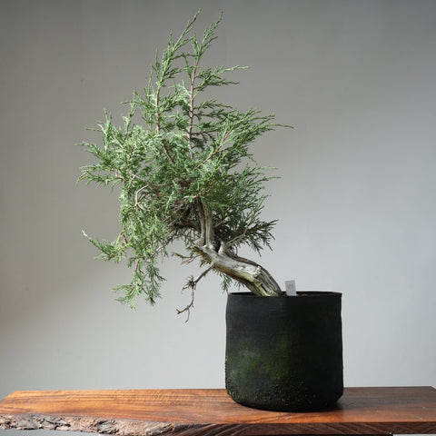Rocky Mountain Juniper Bonsai 477 - Bonsaify