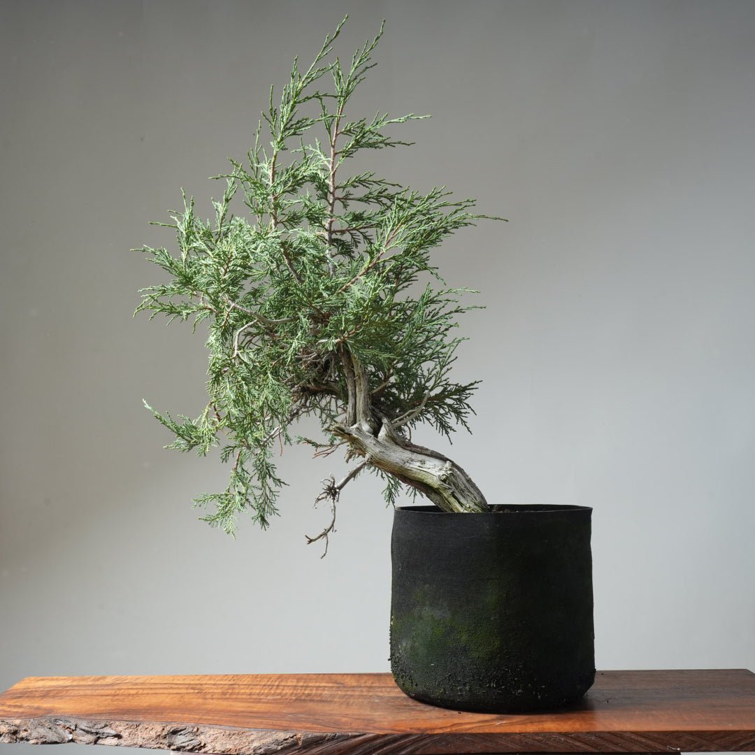 Rocky Mountain Juniper Bonsai 477 - Bonsaify