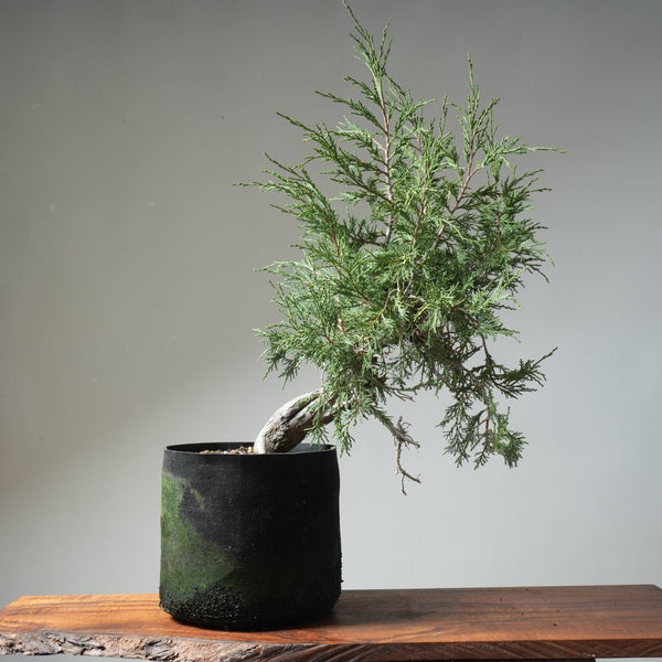 Rocky Mountain Juniper Bonsai 477 - Bonsaify