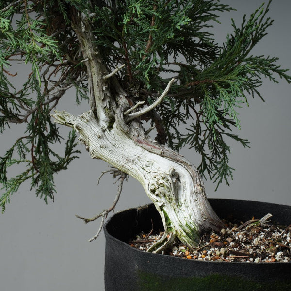 Rocky Mountain Juniper Bonsai 477 - Bonsaify