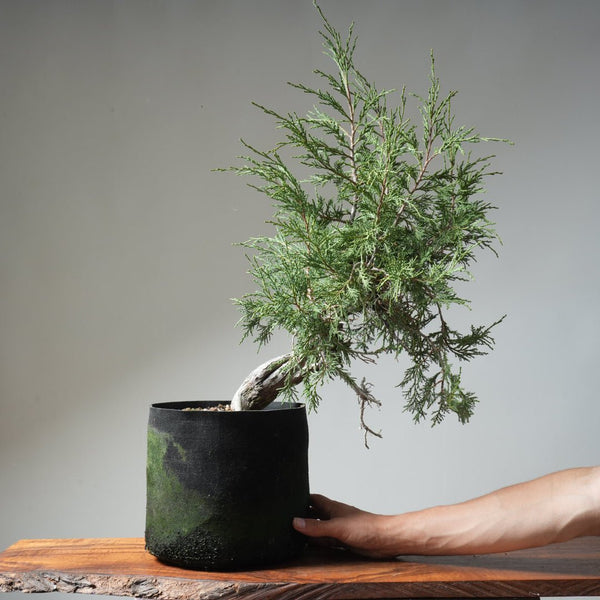 Rocky Mountain Juniper Bonsai 477 - Bonsaify