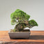 Root-On-Rock Kishu Juniper Bonsai | Eric's Private Reserve 1165 - Bonsaify