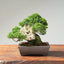 Root-On-Rock Kishu Juniper Bonsai | Eric's Private Reserve 1165 - Bonsaify