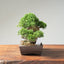 Root-On-Rock Kishu Juniper Bonsai | Eric's Private Reserve 1165 - Bonsaify