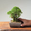 Root-On-Rock Kishu Juniper Bonsai | Eric's Private Reserve 1165 - Bonsaify