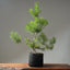 Scots Pine 1019 - Bonsaify