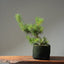 Scots Pine 1020 - Bonsaify