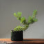 Scots Pine 1020 - Bonsaify