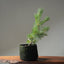 Scots Pine 1021 - Bonsaify