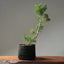 Scots Pine 1022 - Bonsaify