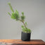 Scots Pine 1118 - Bonsaify
