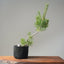 Scots Pine 1118 - Bonsaify