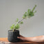Scots Pine 1118 - Bonsaify