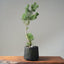 Scots Pine 1119 - Bonsaify