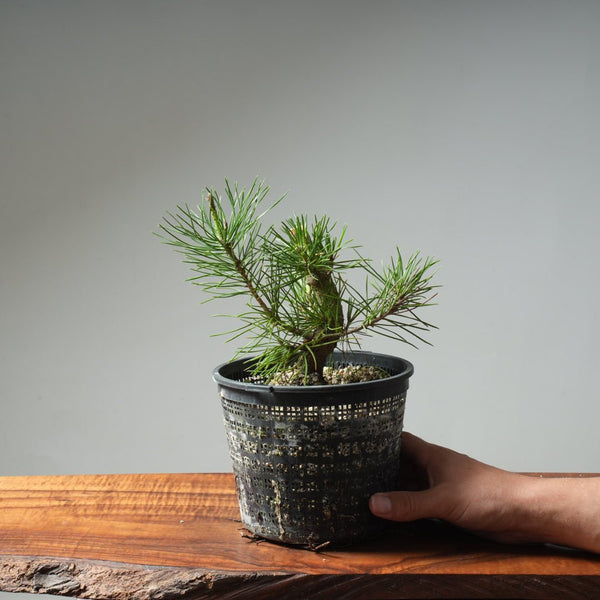 Scots Pine 613 - Bonsaify