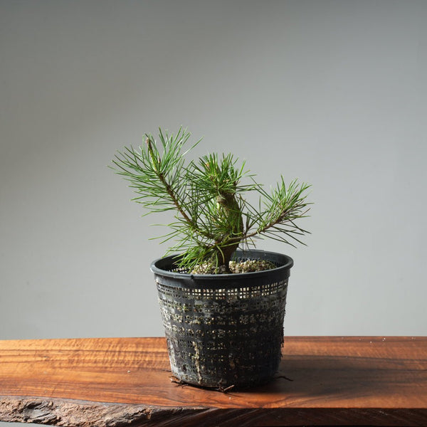 Scots Pine 613 - Bonsaify