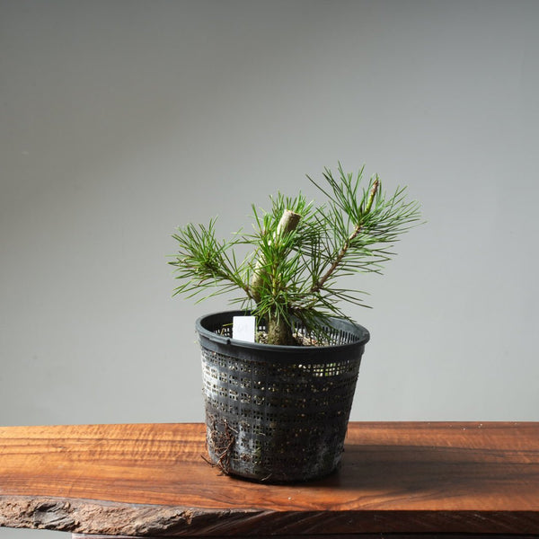 Scots Pine 613 - Bonsaify