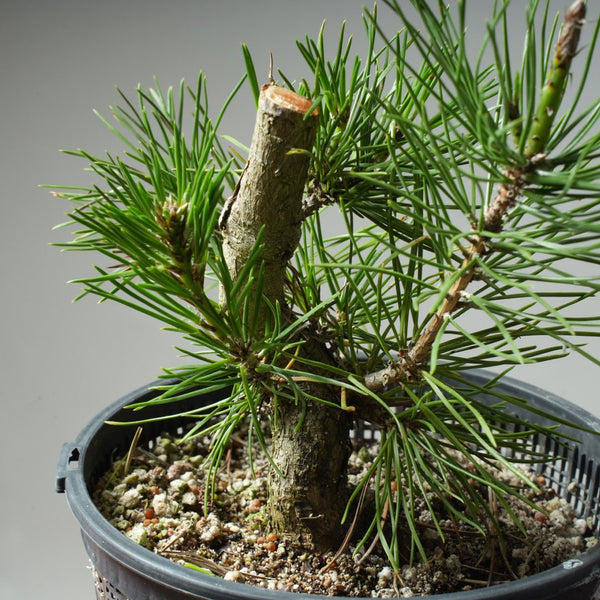 Scots Pine 613 - Bonsaify