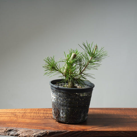 Scots Pine 613 - Bonsaify