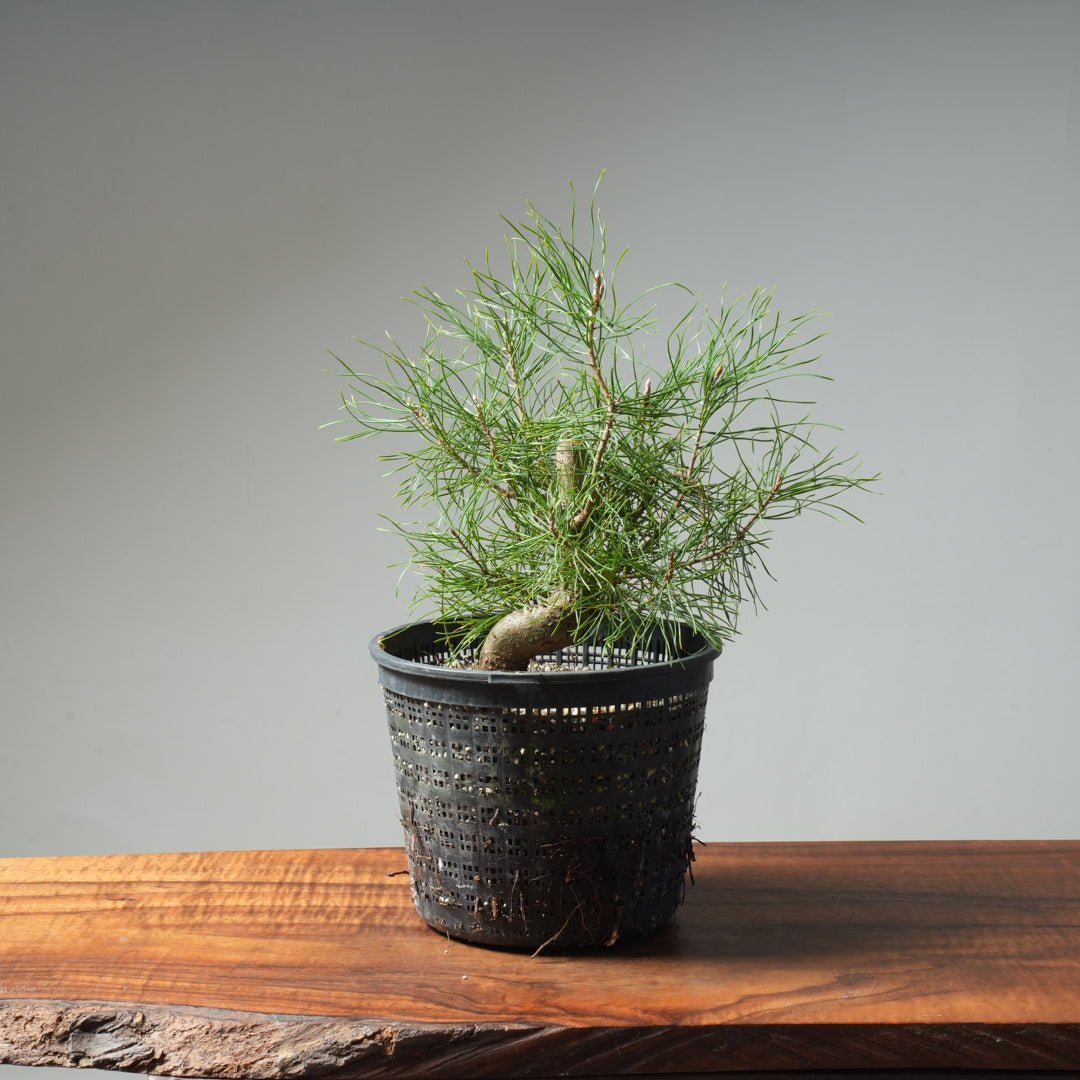 Scots Pine 614 - Bonsaify