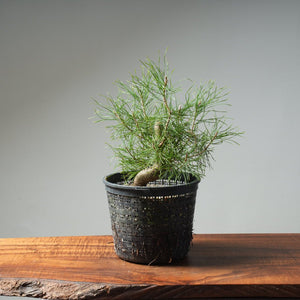 Scots Pine 614 - Bonsaify