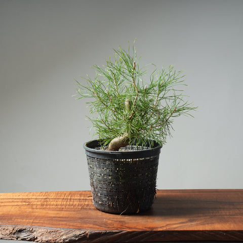 Scots Pine 614 - Bonsaify