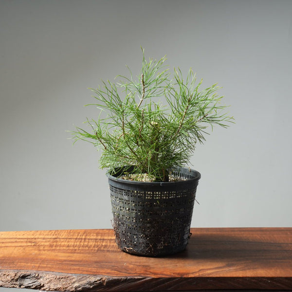 Scots Pine 614 - Bonsaify