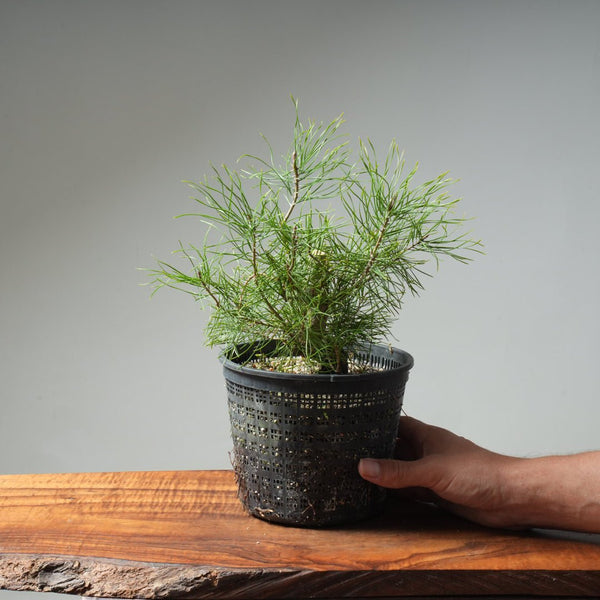 Scots Pine 614 - Bonsaify