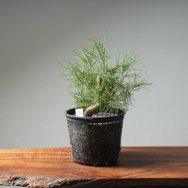 Scots Pine 614 - Bonsaify