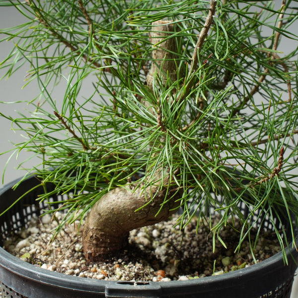Scots Pine 614 - Bonsaify