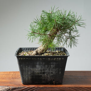 Scots Pine Bonsai 574 - Bonsaify
