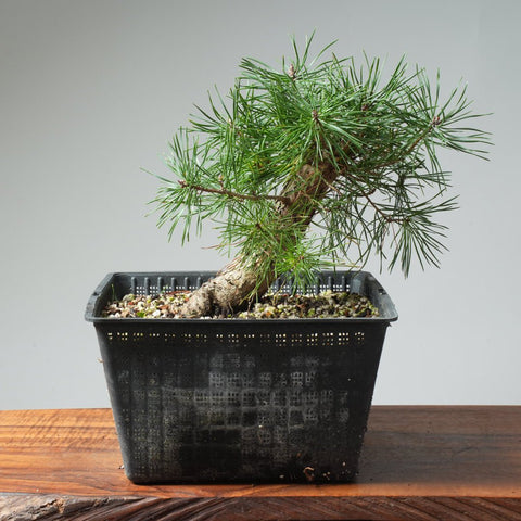 Scots Pine Bonsai 574 - Bonsaify
