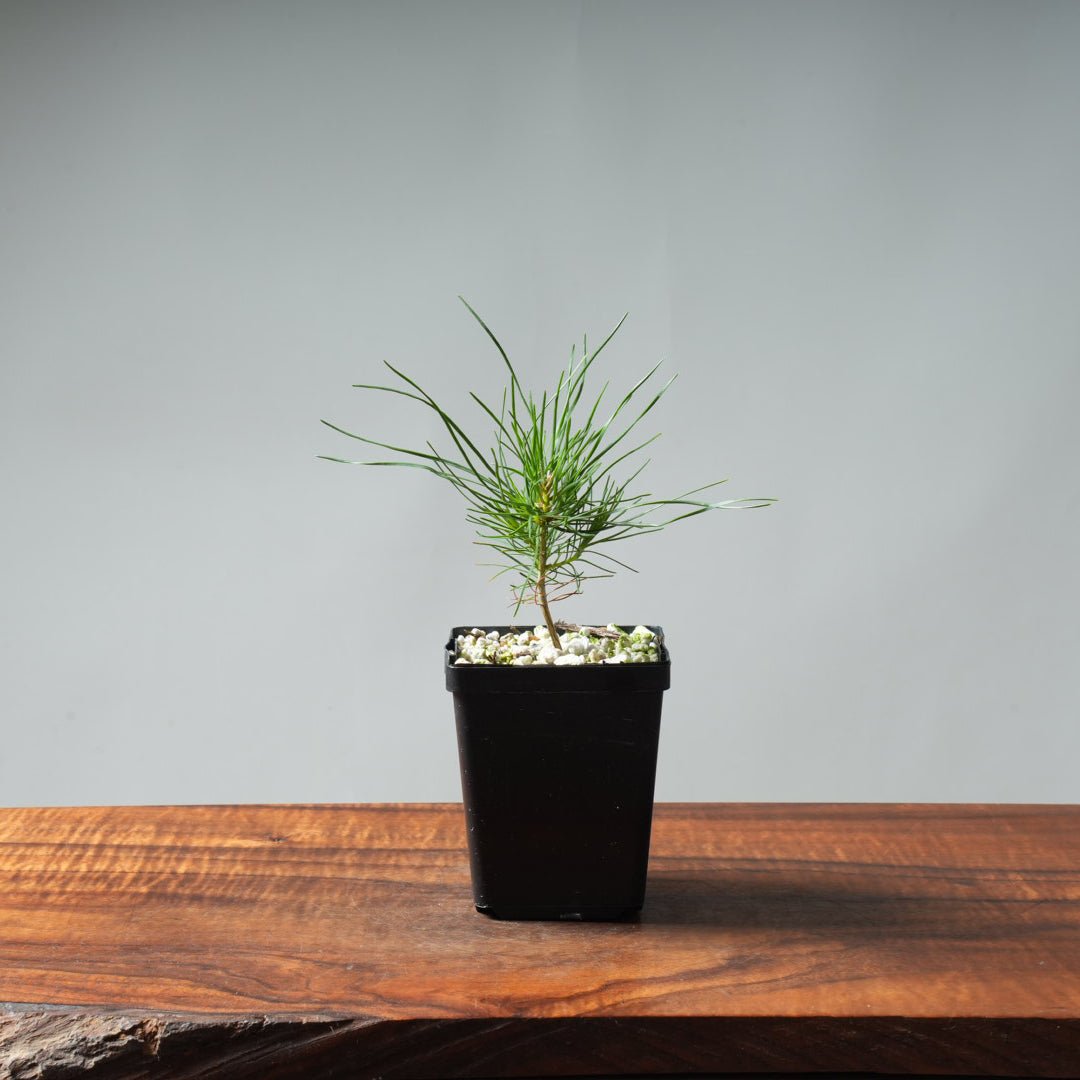 scots pine bonsai tree Bonsaify