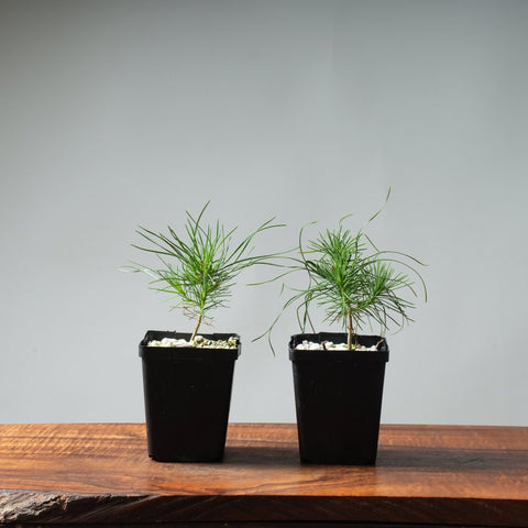 Scots Pine Starters - Bonsaify