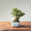 Seiju Elm Bonsai 1168 - Bonsaify