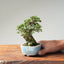 Seiju Elm Bonsai 1168 - Bonsaify