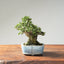 Seiju Elm Bonsai 1168 - Bonsaify