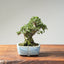 Seiju Elm Bonsai 1168 - Bonsaify