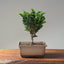 Sekka Hinoki Cypress 1088 - Bonsaify