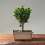 Sekka Hinoki Cypress 1088 - Bonsaify