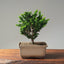 Sekka Hinoki Cypress 1089 - Bonsaify
