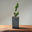 Sekka Hinoki Cypress Bonsai Starters - Bonsaify