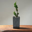 Sekka Hinoki Cypress Bonsai Starters - Bonsaify
