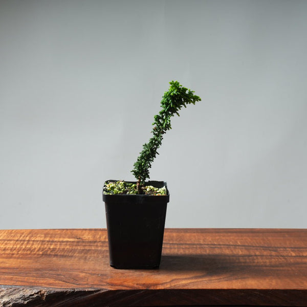 Sekka Hinoki Cypress Starters - Bonsaify
